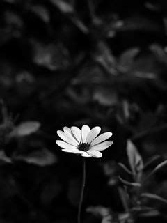 Download wallpaper 240x320 osteospermum, flower, bw, blur old mobile ...