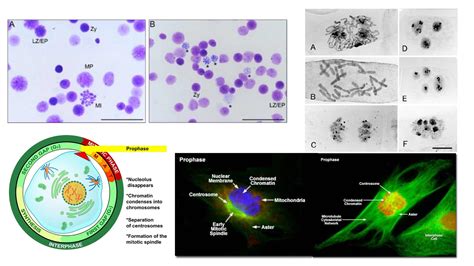 Cell Biology - Microbiology Notes
