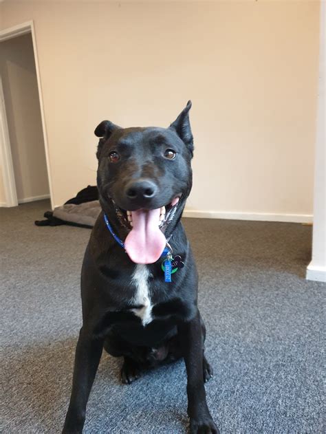 Dogs’ Home of Tasmania - 101 Scotts Rd, Risdon Vale TAS 7016, Australia