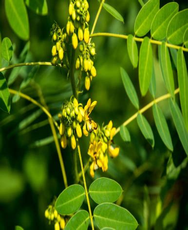 Procurement System - Sab Herbals