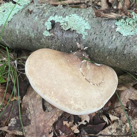Fomitopsis betulina - Birch Polypore - Eat The Planet
