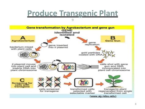 Genetically Modified 的图像结果