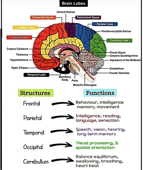 Pin by Amy Edwards on Nursing | Brain anatomy and function, Basic anatomy and physiology, Human ...