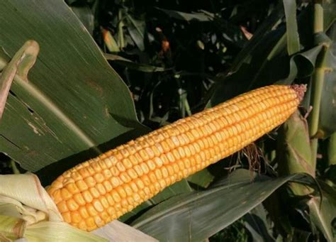 裕丰303玉米种简介（裕丰303种子审定公告、亩产量）-植物说