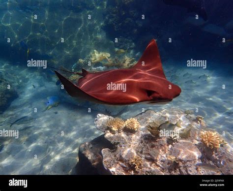 Cownose Ray swimming over coral reef, stingray Stock Photo - Alamy
