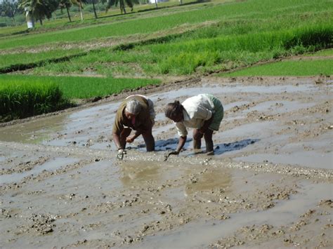 5. Strengthening of bunds