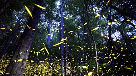 Bethany Beach fireflies extinction threatened by Trump policy