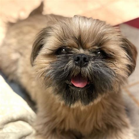 Shih Tzu Colors: The Wonderful Rainbow Of Choices