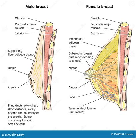 Anatomy Of The Breast. Vector | CartoonDealer.com #44203401