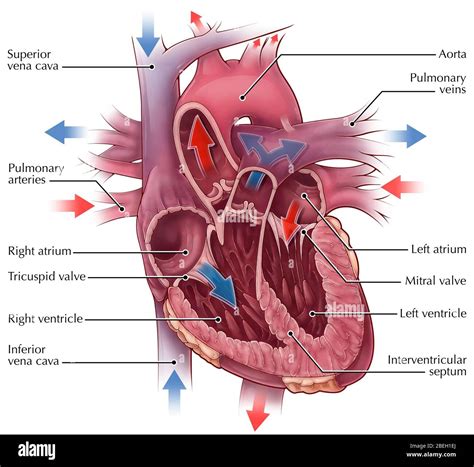 Which Valves Are Atrioventricular at Sandra Madrigal blog