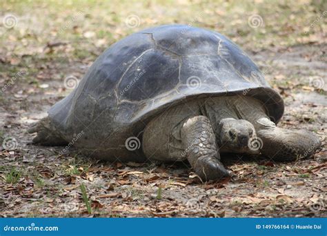 A Very Close View of a Huge Turtle Stock Photo - Image of standing ...