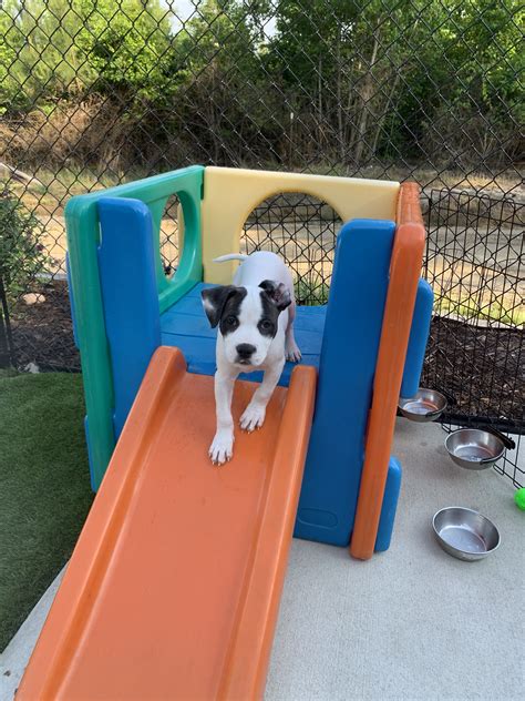 River Bank K9, LLC dog Service in Louisburg, North Carolina | Reviews ...