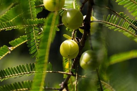 Organic Phyllanthus Emblica For Planting,Organic Phyllanthus Emblica ...