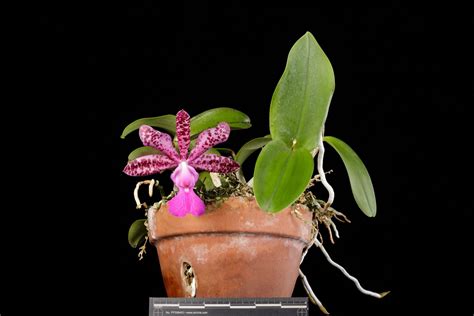 Cattleya Measuriana | Smithsonian Gardens