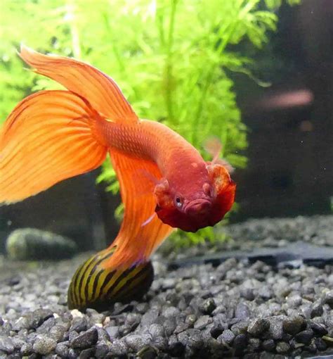 The Art of Betta Fish Flare: Understanding Their Colorful Expressions ...