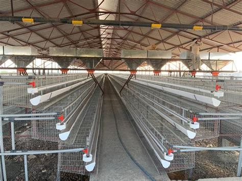 Breeder Cages Manufacturer,Layer Cages Supplier,Exporter