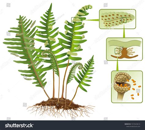 Image result for Fern Reproduction Cycle