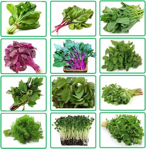 Sams Garden Store Organic Vegetable Seeds, Leafy Vegetable Seeds for ...
