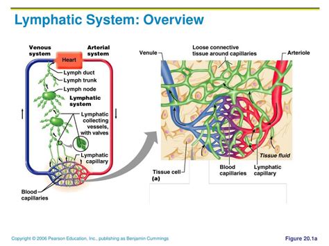 Lymphatic System Overview 的图像结果