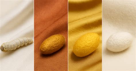 Varieties of Silk