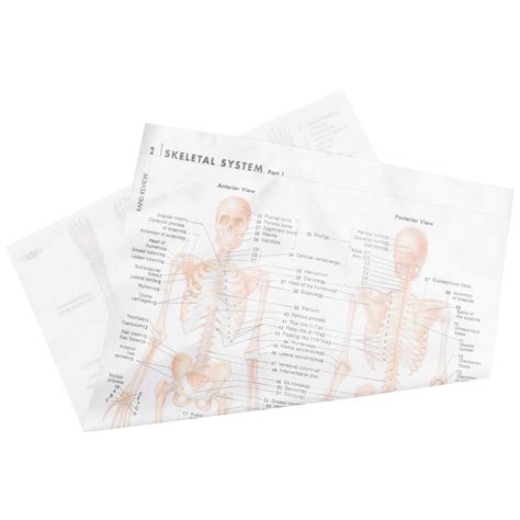 Buy iplusmile Anatomical Muscle Skeleton Ligaments of The Joints ...
