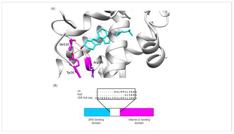 The Influence of Single Nucleotide Polymorphisms on Vitamin D Receptor ...