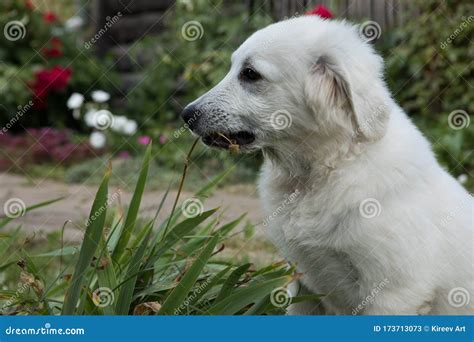 Tatra Shepherd Dog Four Month Old Puppies in House Garden. Stock Image ...