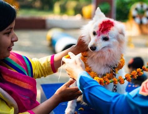 尼泊尔的“狗狗节”，给狗狗送上祝福，流浪狗也可以参加_节日