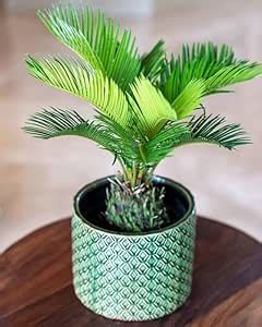 Palm Sago Cycad Cycas revolute Cycas Live Plant for Plant Pack of 1 ...