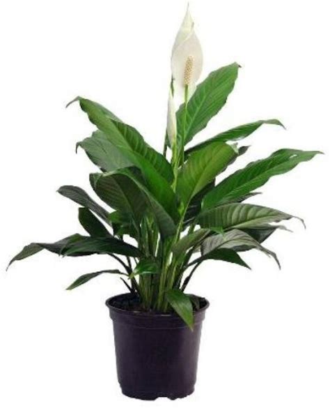 Seeds Peace Lily Plant Price in India - Buy Seeds Peace Lily Plant ...