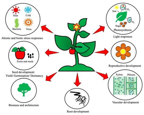 Abiotic Stress Tolerance in Plants: Brassinosteroids Navigate Competently