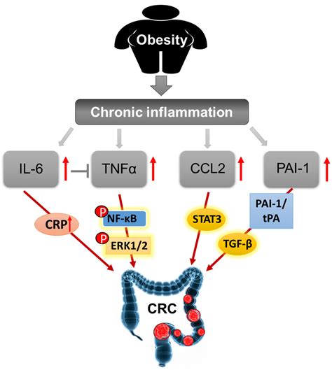 Linking Obesity with Colorectal Cancer: Epidemiology and Mechanistic ...