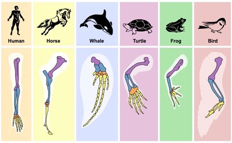 Image result for Libraries Concept in Python