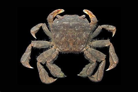 Crab Database · Crabs · Genus Varuna