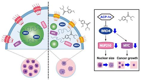 Discovery of a Novel Aminocyclopropenone Compound That Inhibits BRD4 ...