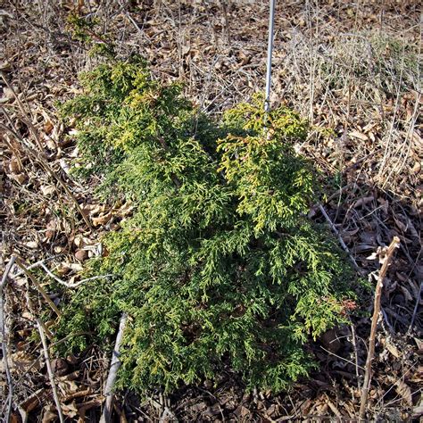 Dwarf Torulosa Hinoki Cypress - Chamaecyparis obtusa 'Torulosa Nana ...