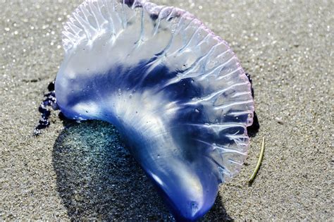 First Aid Treatment For Blue Bottle Jellyfish Sting