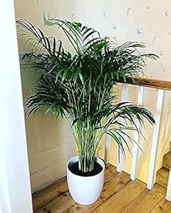 Beautiful Chinese fan palm plant Pack of 1 (LIVE PLANT) : Amazon.in ...