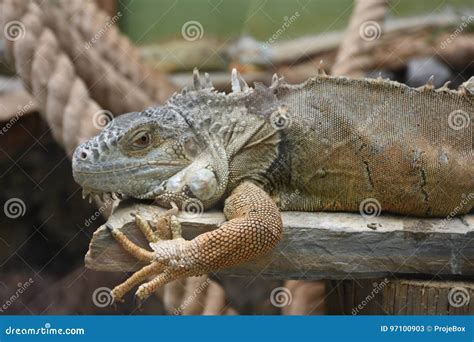 Iguana lying on a stone stock image. Image of deck, home - 97100903