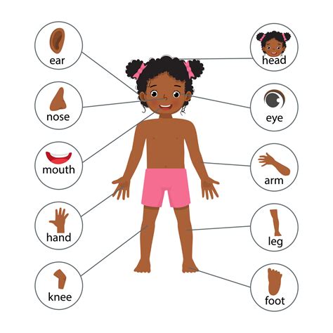 little African girl illustration poster of human body parts with diagram text label chart for ...