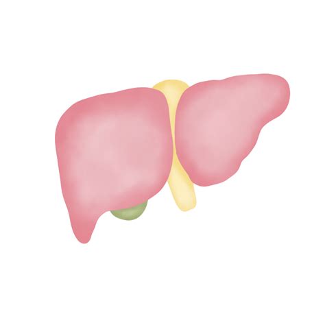 Cute cartoon pastel doodle hand draw liver anatomy 27737538 PNG