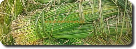 Korai Mat Manufacturer |Exporters | Korai Mat Wholesaler| Vaniyambadi ...