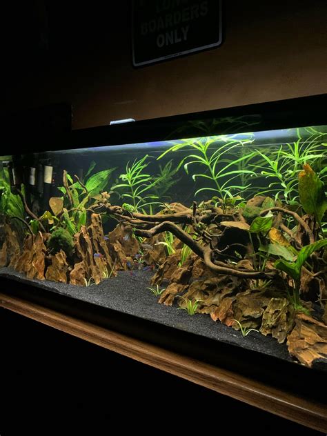Aquariums: 20 Gallon Aquascape Tutorial