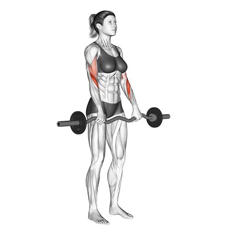 Reverse Grip EZ Bar Curls Exercise Overview: Muscles Worked and More ...