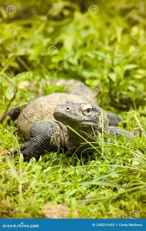The Komodo Dragon (Varanus Komodoensis) Stock Image - Image of komodo, nature: 268251603