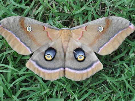 Life Cycle Of The Polyphemus Moth – MRQOI