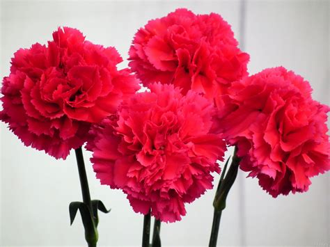 Carnation Flower Wallpapers - Top Free Carnation Flower Backgrounds ...