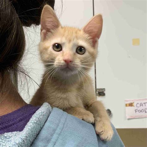 Harlow 62131 – Humane Society of Wicomico County