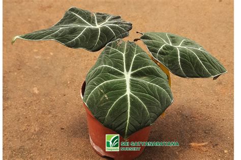 Best Nursery In Kadiyam -Sri Satyanarayana Nursery