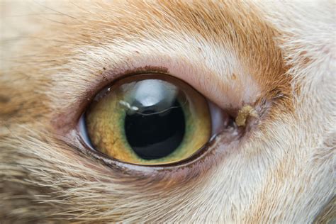 Are Cat Eye Infections Contagious To Dogs